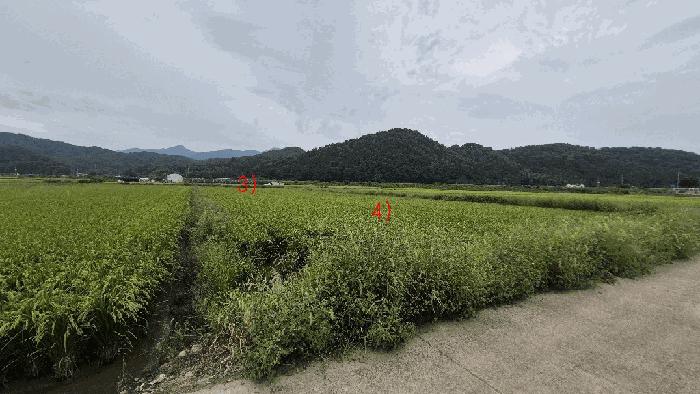 경상남도 함안군 군북면 중암리 816-8 답 경매 사진 6