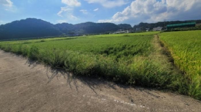 경상남도 함안군 군북면 중암리 816-8 답 경매 사진 7