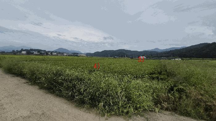 경상남도 함안군 군북면 중암리 825-6 답 경매 사진 5