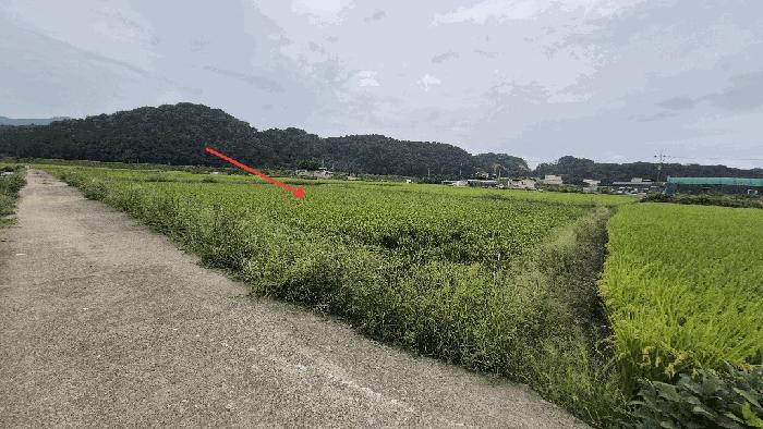 경상남도 함안군 답