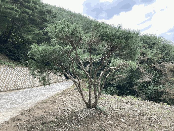 경상남도 의령군 지정면 득소리 607-3 답 경매 사진 26