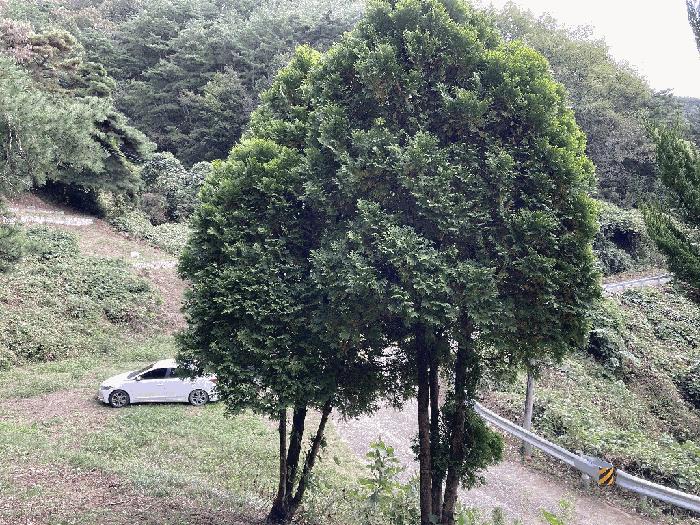 경상남도 의령군 지정면 득소리 산47 임야 경매 사진 19