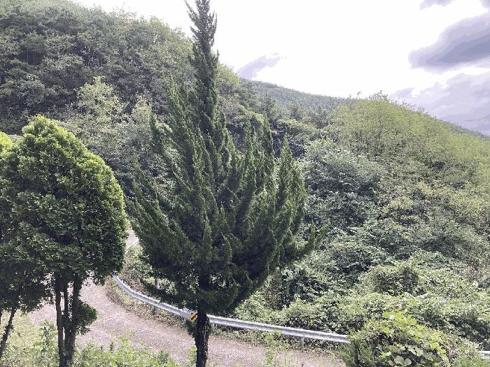 경상남도 의령군 지정면 득소리 산47 임야 경매 사진 20