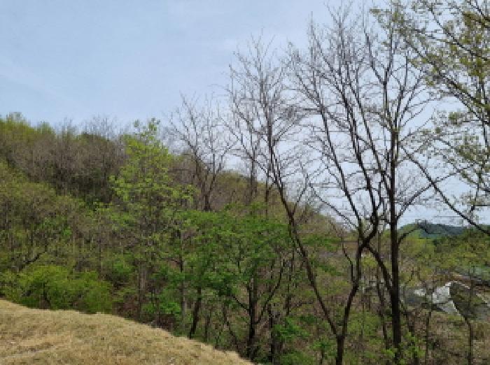 경기도 광주시 곤지암읍 부항리 산68-19 임야 경매 사진 13