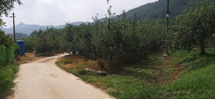 충청북도 충주시 용관동 366 과수원 경매 사진 10