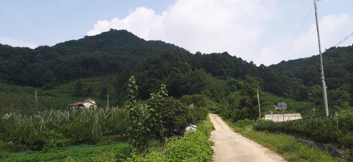 충청북도 충주시 용관동 산31 임야 경매 사진 12