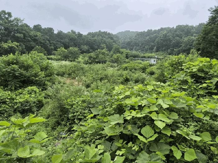 충청북도 음성군 원남면 문암리 1144 답 경매 사진 3