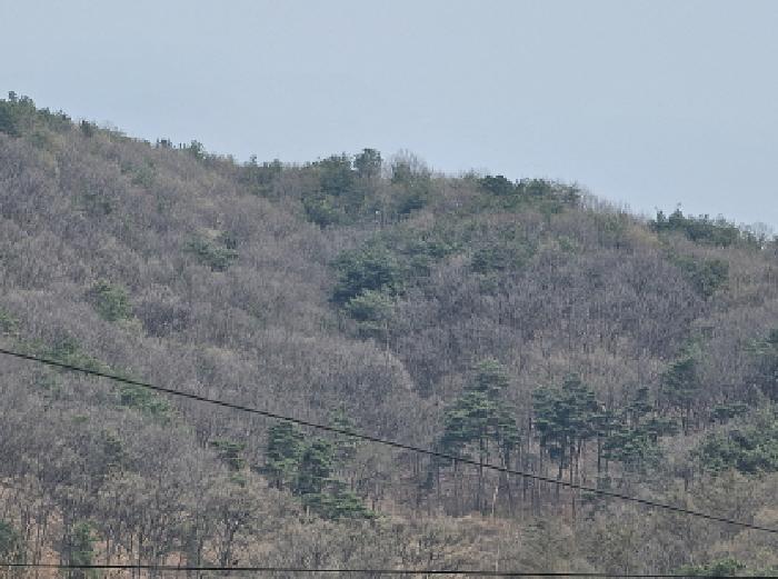 충청북도 충주시 앙성면 조천리 산39-12 임야 경매 사진 2