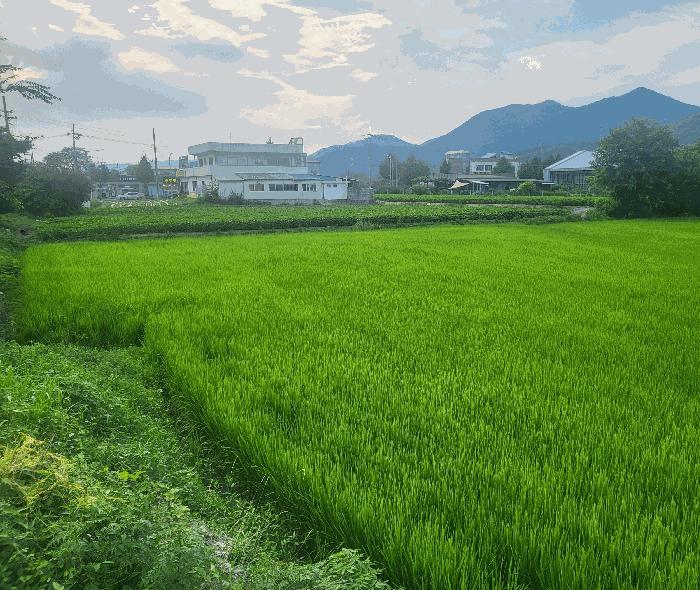 충청북도 충주시 앙성면 돈산리 127-23 답 경매 사진 2
