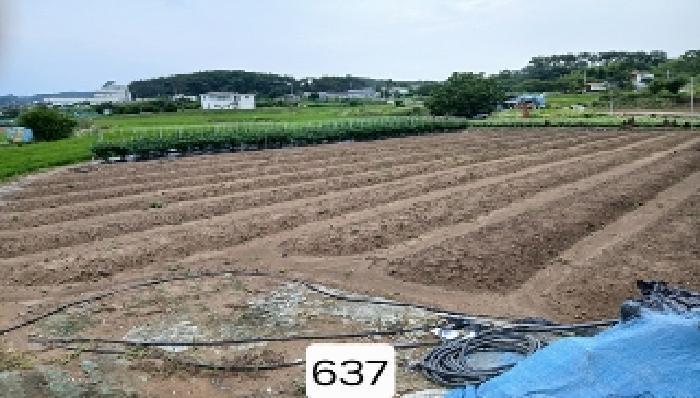 부산광역시 기장군 일광읍 문중리 141 답 경매 사진 6