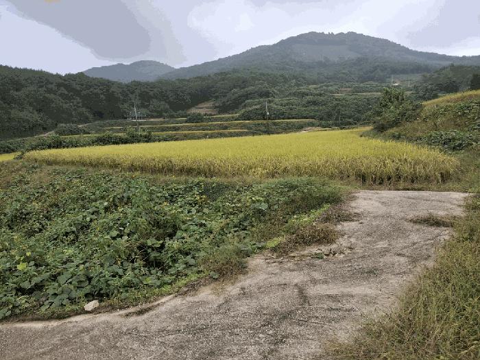 전북특별자치도 고창군 상하면 송곡리 1220 답 경매 사진 1