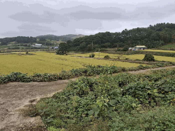 전북특별자치도 고창군 상하면 송곡리 1220 답 경매 사진 2