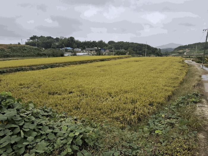 전북특별자치도 고창군 상하면 송곡리 1220 답 경매 사진 7