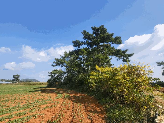 전북특별자치도 고창군 대산면 광대리 1355 전 경매 사진 12