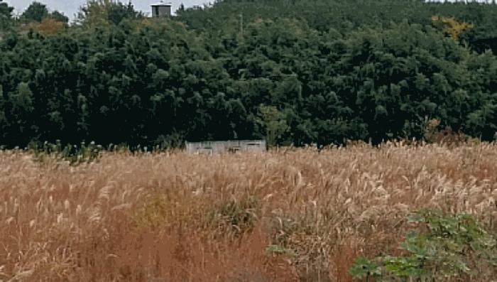전북특별자치도 부안군 변산면 마포리 647-1 답 경매 사진 6