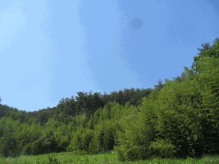 경상남도 밀양시 청도면 구기리 산85 임야 경매 사진 5