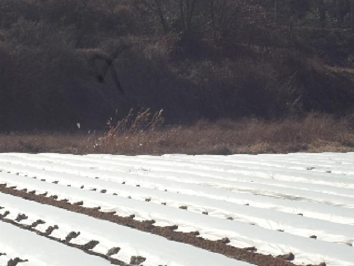 경상남도 창녕군 유어면 선소리 639 답 경매 사진 9