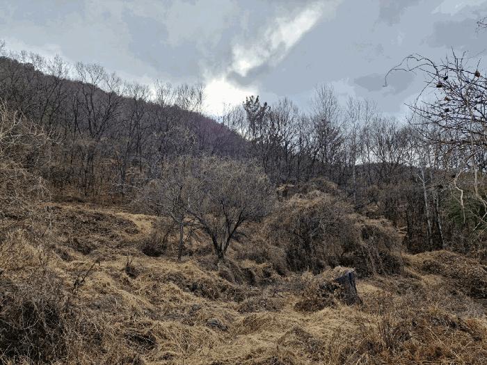 경상남도 밀양시 무안면 연상리 산250-1 임야 경매 사진 1