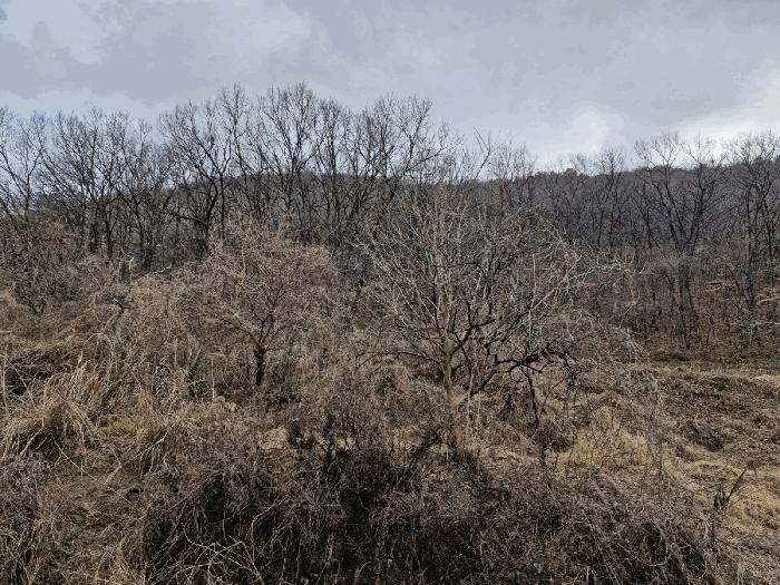 경상남도 밀양시 무안면 연상리 산250-1 임야 경매 사진 3