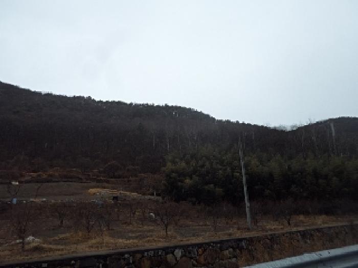 경상남도 밀양시 무안면 연상리 산250-1 임야 경매 사진 5