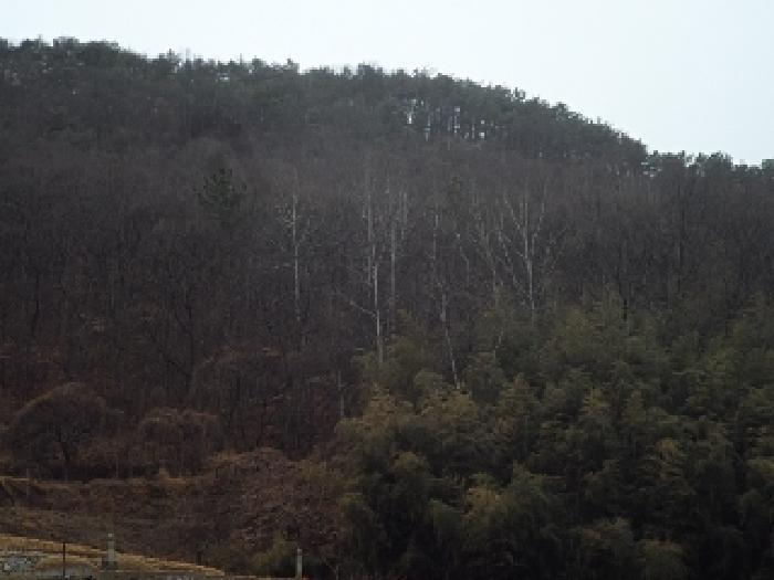 경상남도 밀양시 무안면 연상리 산250-1 임야 경매 사진 7