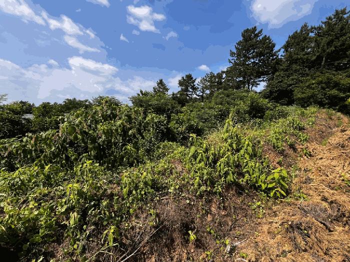 전라남도 영암군 시종면 신흥리 1438-8 답 경매 사진 11