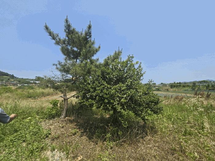전라남도 무안군 삼향읍 남악리 107-5 답 경매 사진 13