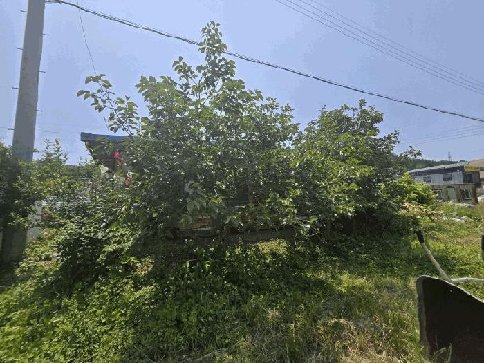 전라남도 무안군 삼향읍 남악리 107-5 답 경매 사진 5