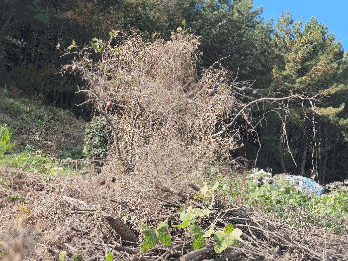 전라남도 광양시 옥룡면 추산리 446 전 경매 사진 10
