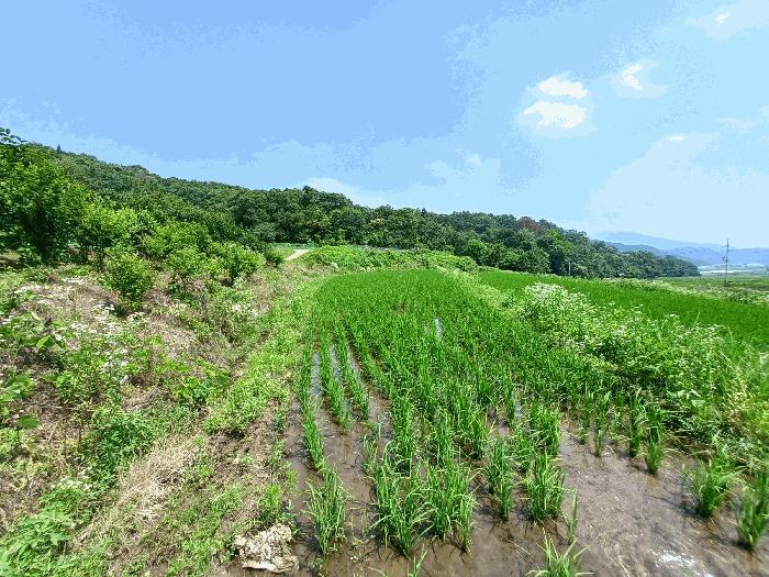 경상남도 하동군 양보면 감당리 266 전 경매 사진 13