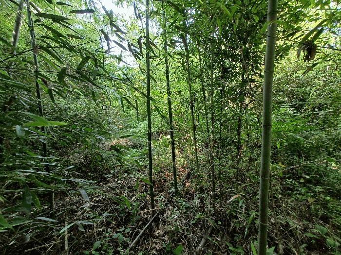 경상남도 하동군 양보면 감당리 283-1 답 경매 사진 7