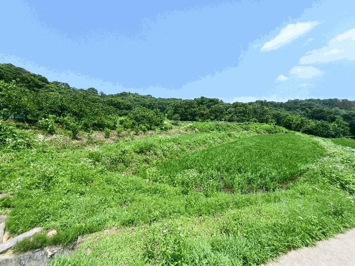 경상남도 하동군 양보면 감당리 288 전 경매 사진 9