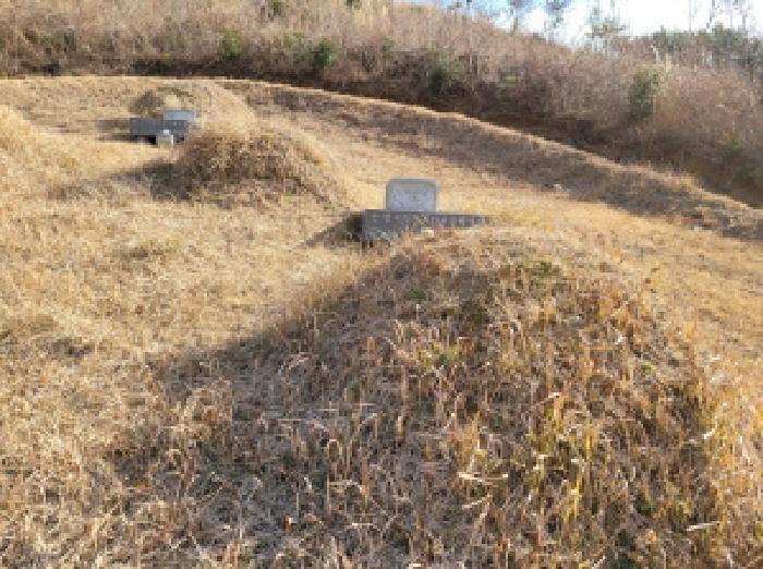 전라남도 고흥군 포두면 남성리 산38-1 임야 경매 사진 5