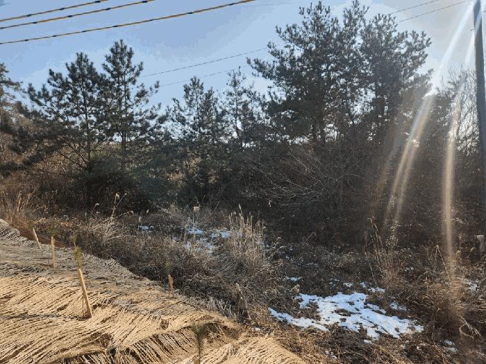 전라남도 신안군 압해읍 매화리 산320 임야 경매 사진 2