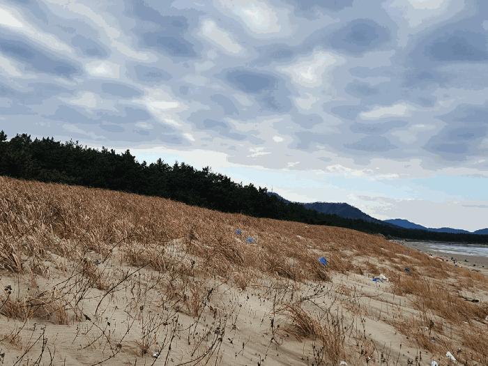 전라남도 신안군 임자면 도찬리 산115-16 임야 경매 사진 1