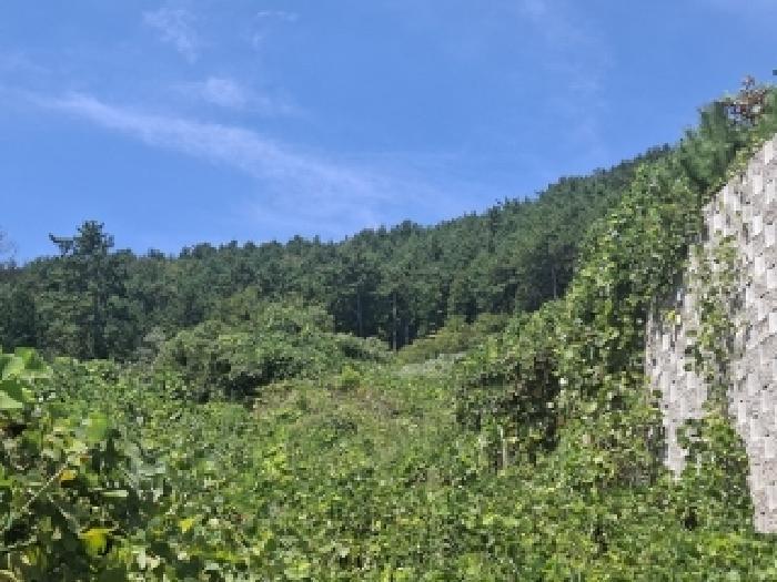 경상남도 남해군 창선면 대벽리 산57-10 임야 경매 사진 11