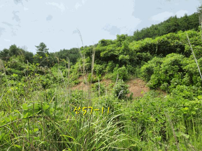 경상남도 남해군 창선면 대벽리 산57-10 임야 경매 사진 7