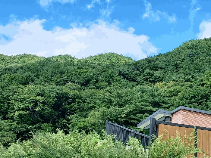 경상남도 하동군 화개면 부춘리 산15-1 임야 경매 사진 4