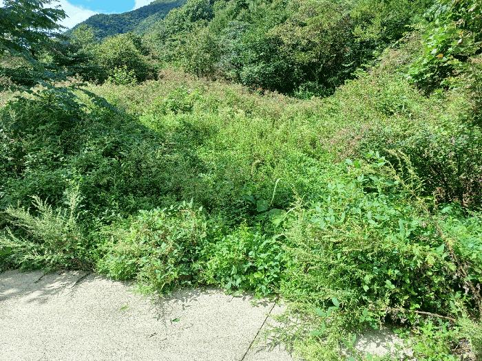 경상남도 하동군 화개면 부춘리 산15-1 임야 경매 사진 5