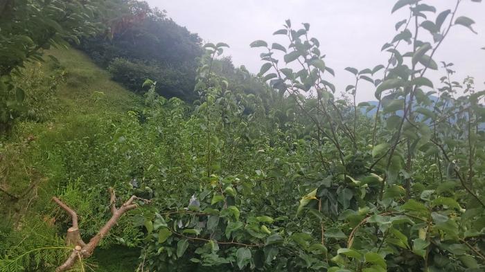 경기도 양평군 용문면 연수리 455-6 전 경매 사진 6