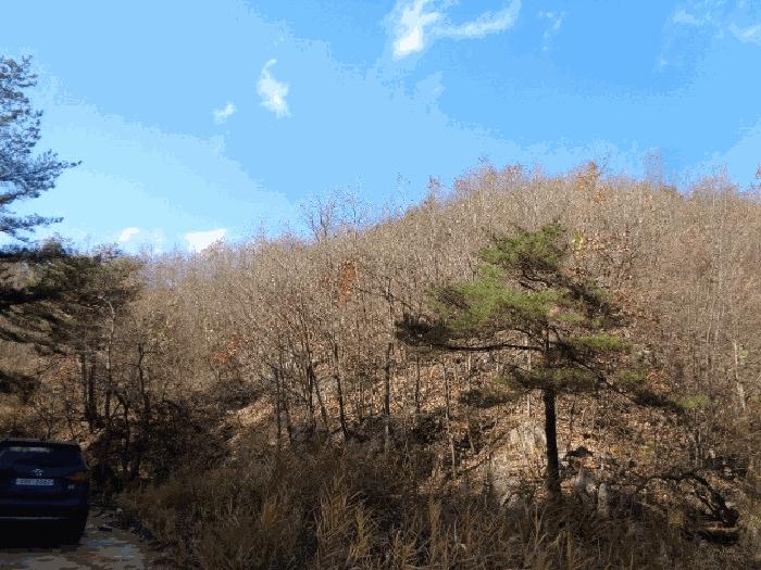 강원특별자치도 고성군 현내면 명파리 산146-6 임야 경매 사진 5