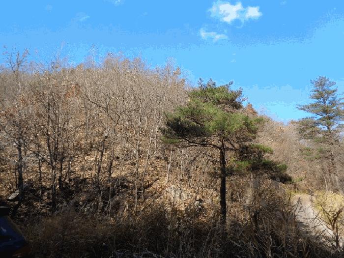 강원특별자치도 고성군 현내면 명파리 374-2 임야 경매 사진 3
