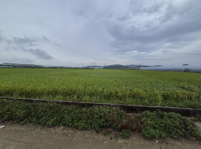 충청남도 연기군 동면 문주리 970-5 답 경매 사진 7