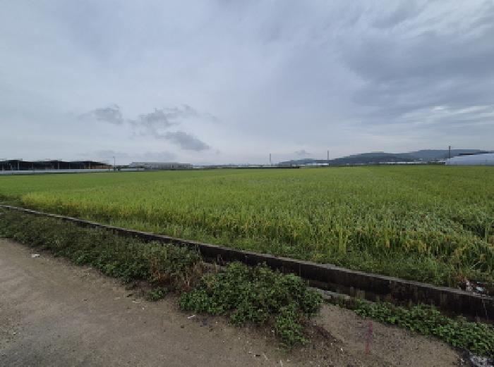 충청남도 연기군 동면 문주리 970-5 답 경매 사진 8