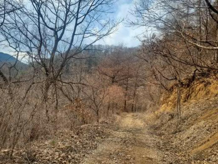 경기도 포천시 관인면 사정리 산451 임야 경매 사진 5