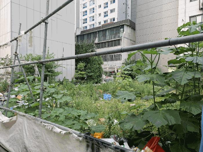 서울특별시 성북구 하월곡동 90-223 대지 경매 사진 3