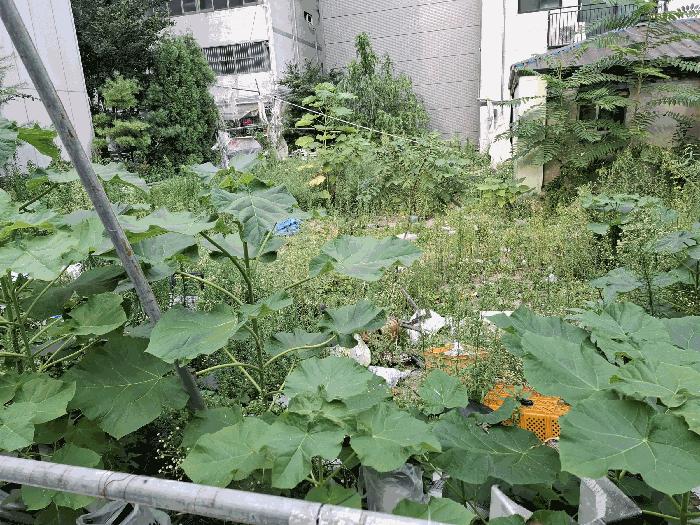 서울특별시 성북구 하월곡동 90-223 대지 경매 사진 4