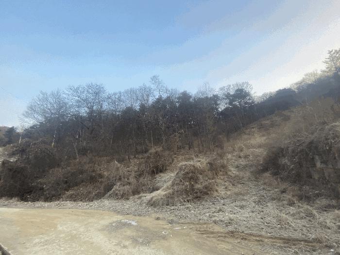 세종특별자치시 부강면 금호리 284 전 경매 사진 13