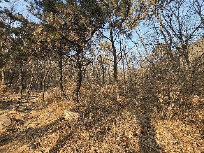 부산광역시 북구 만덕동 산5 임야 경매 사진 1