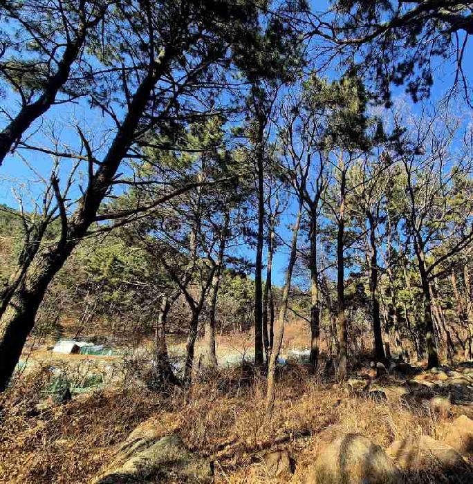 부산광역시 북구 만덕동 산5 임야 경매 사진 16
